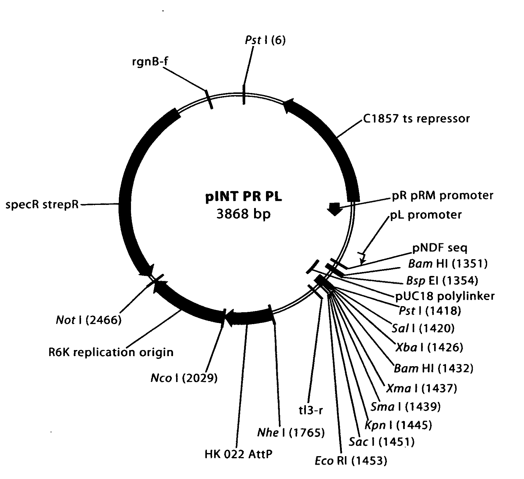 Bacterial strains with improved plasmid stability