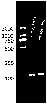 PIK3CA gene targeted-knockout sgRNA and application thereof