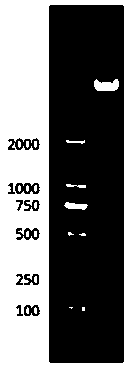 PIK3CA gene targeted-knockout sgRNA and application thereof