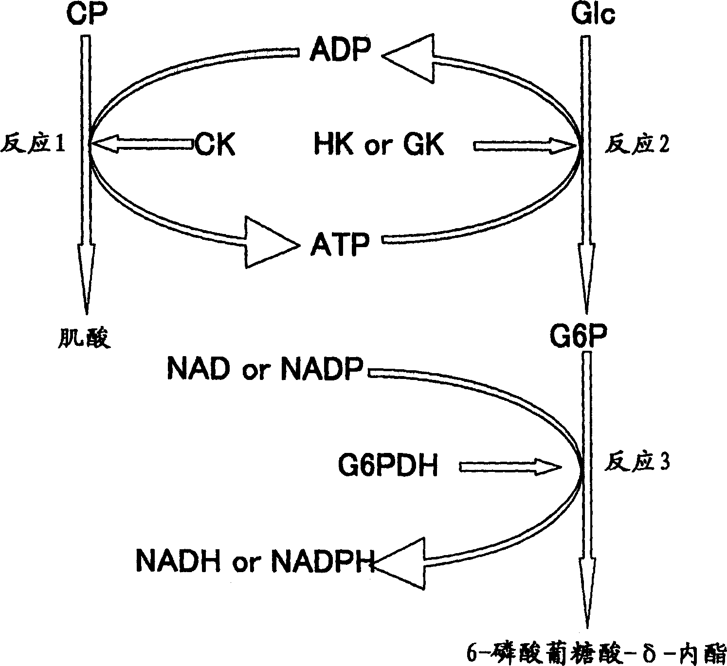 Clinical diagnostic reagent comprising glucose 6-phosphate dehydrogenase (G6PDH), method for stabilizing G6PDH, and use of a stabilizer for g6pdh