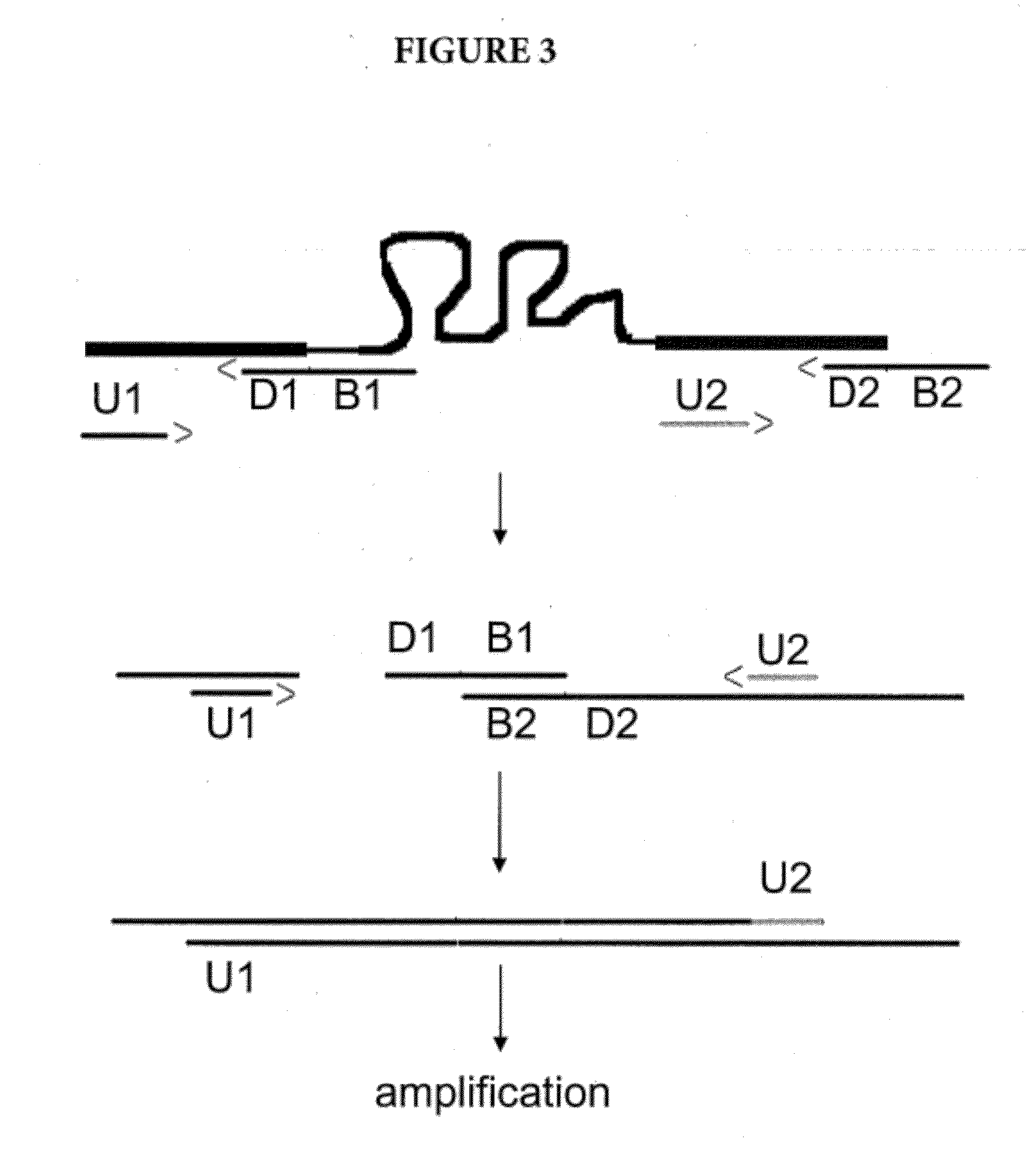 Amplification of Distant Nucleic Acid Targets Using Engineered Primers