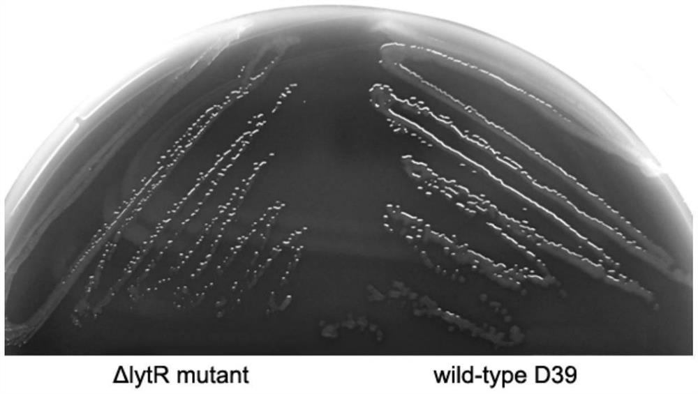 Streptococcus pneumoniae with lytr function deficiency, vaccine, preparation method and application thereof