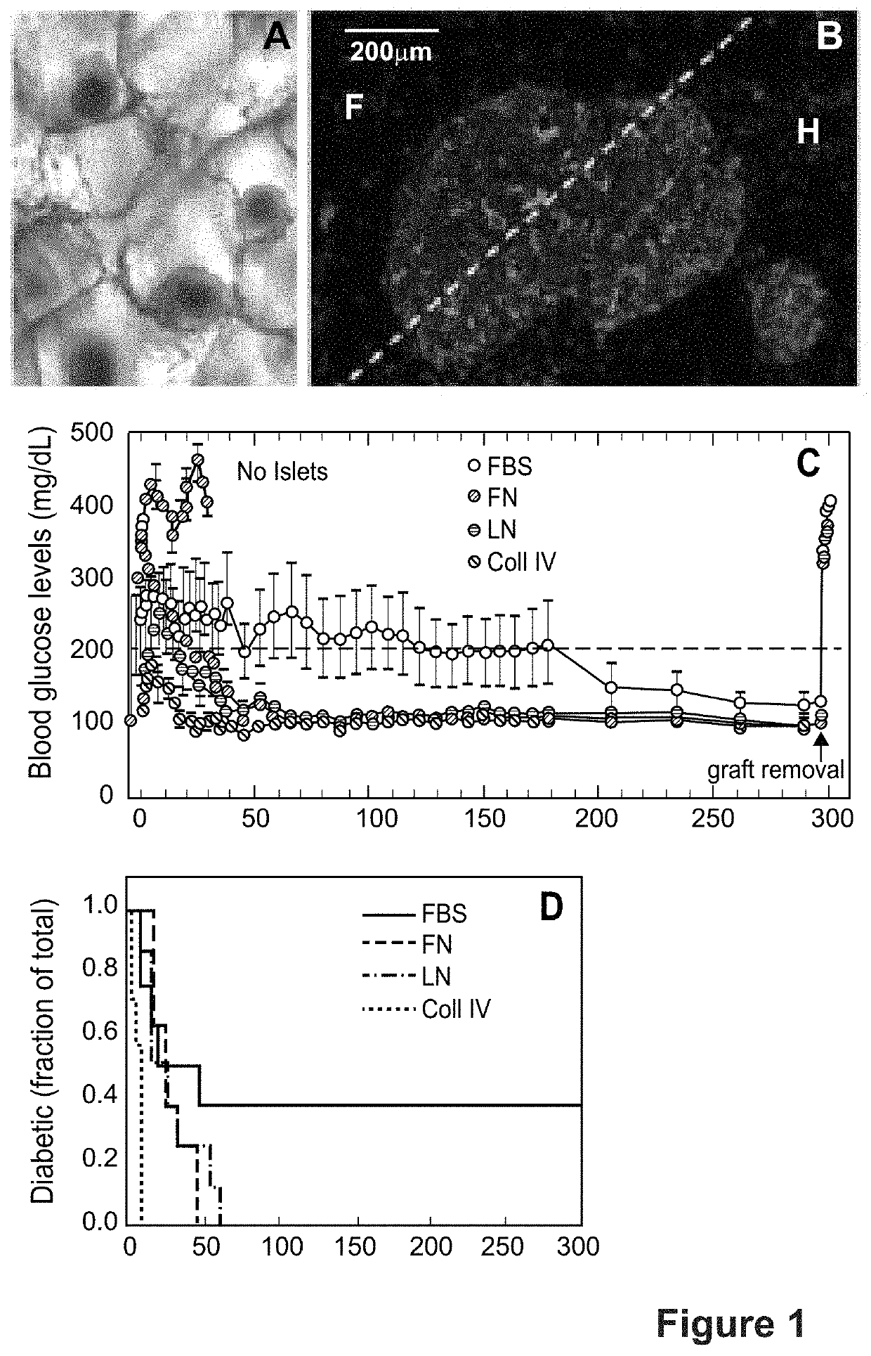 Microporous hydrogel scaffolds for cell transplantation