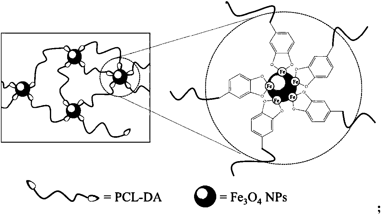 Polycaprolactone hybrid cross-linked network with thermal/magnetic response two-way shape memory function and self-healing capability and preparation method of polycaprolactone hybrid cross-linked network