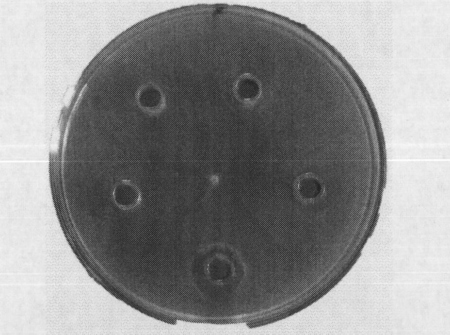 Method of determining antagonistic activity of fengycin lipopeptide against fusarium