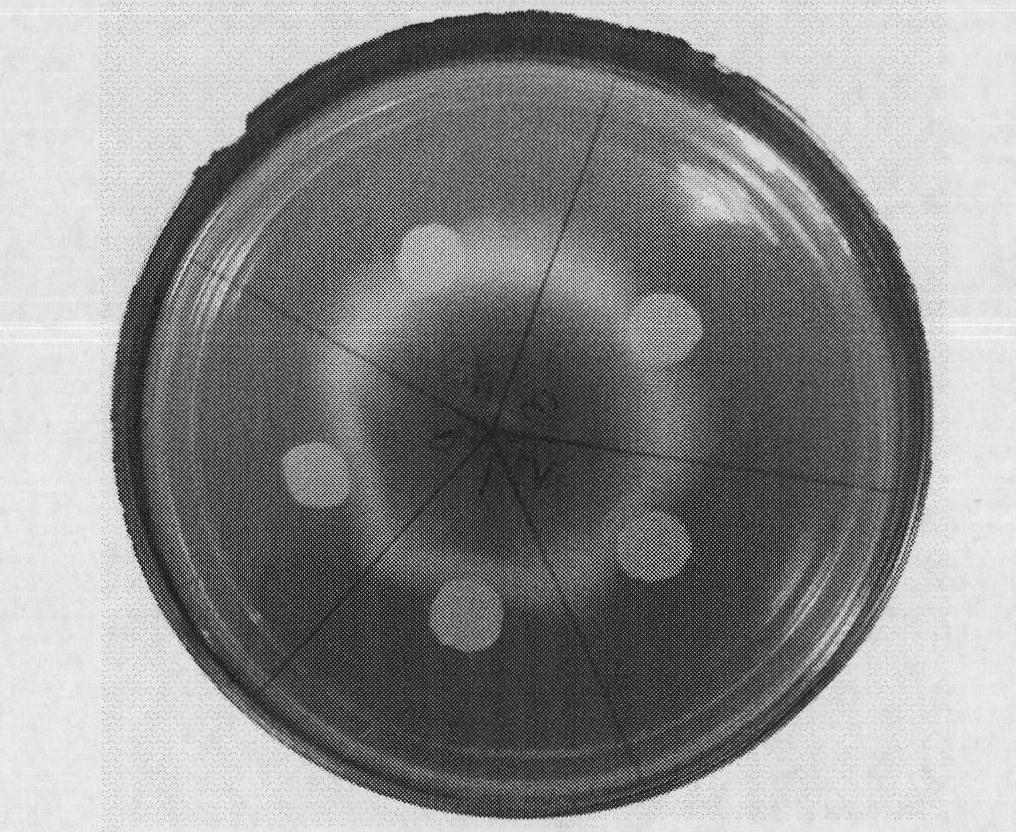 Method of determining antagonistic activity of fengycin lipopeptide against fusarium