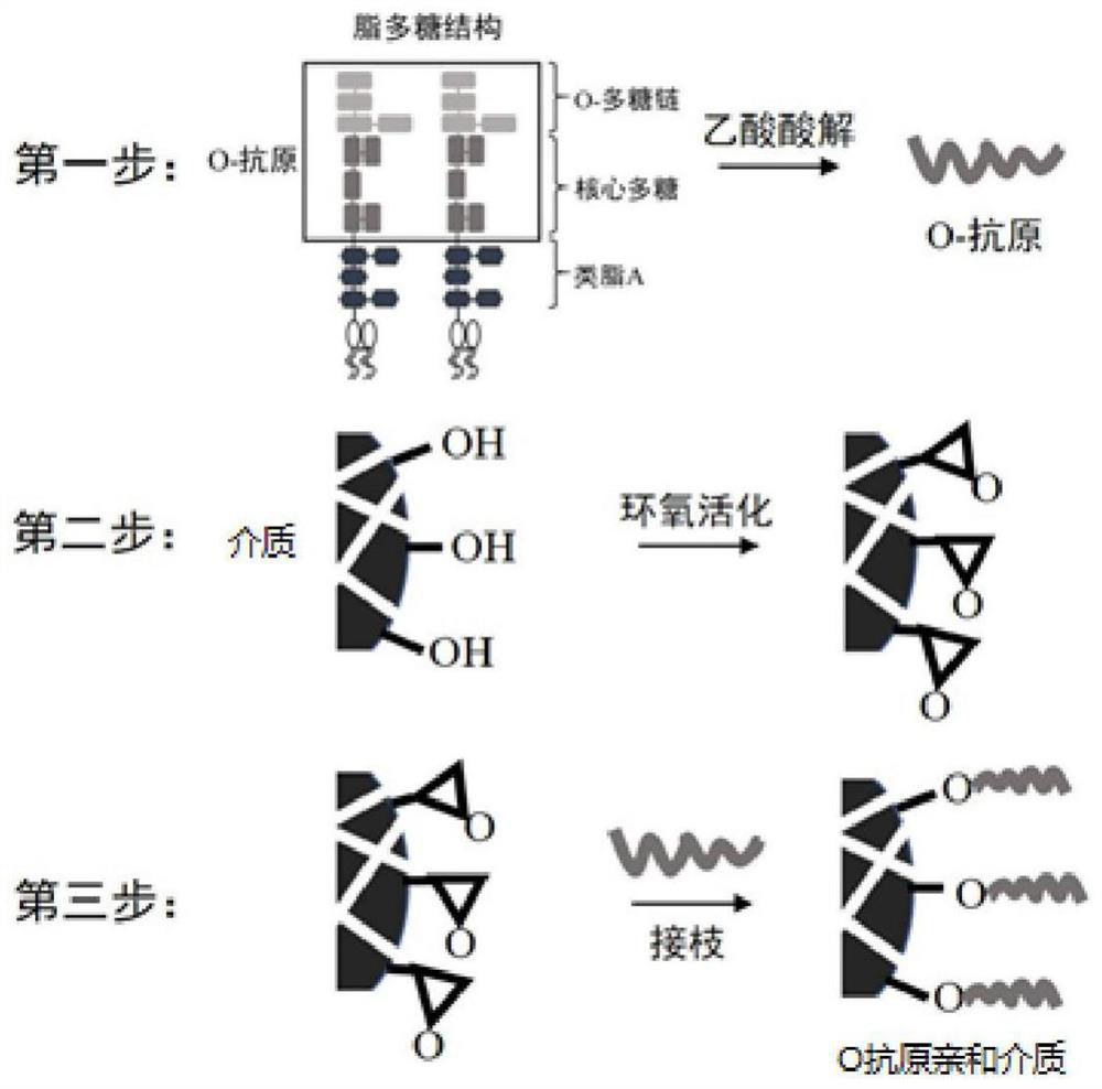 A kind of o antigen affinity medium and its preparation method and application