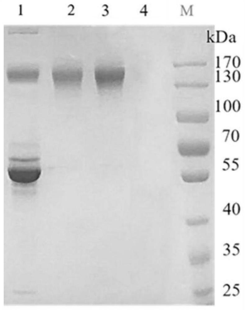 A kind of o antigen affinity medium and its preparation method and application