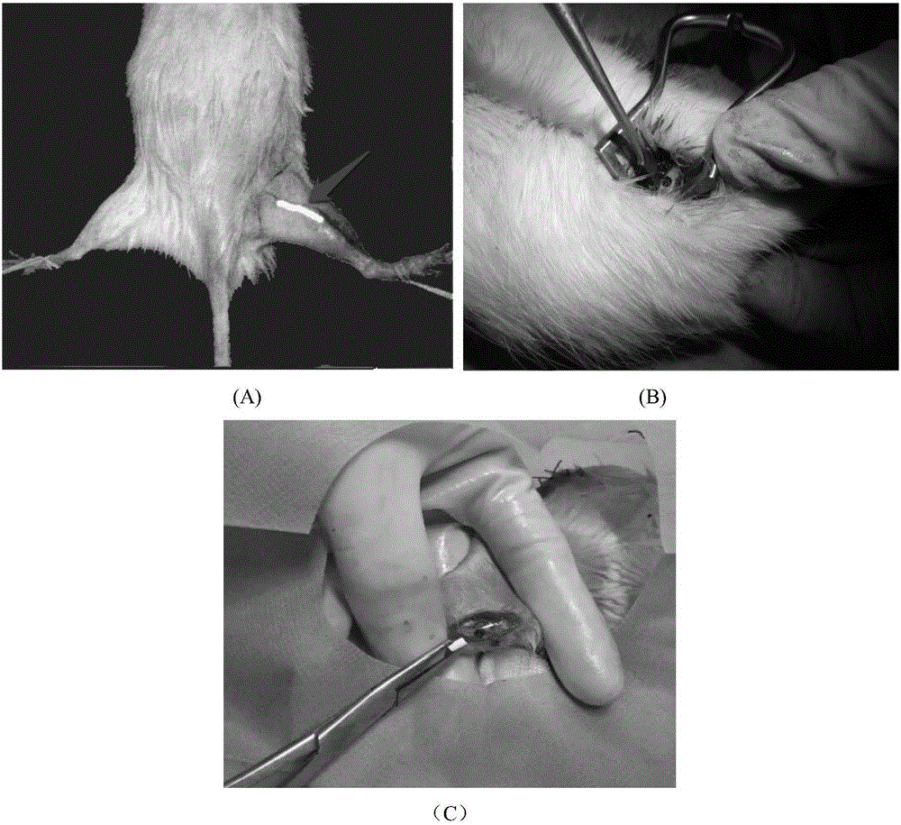 Femur middle-lower section bone defect model as well as constructing method and application thereof