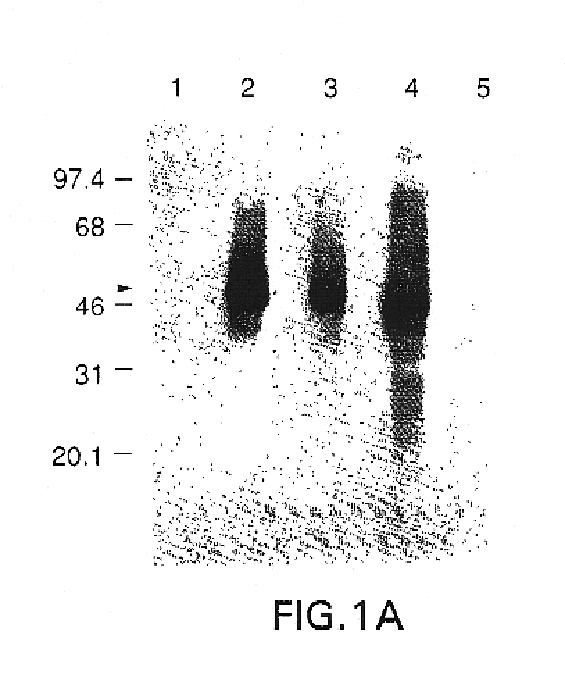 Polynucleotide herpes virus vaccine