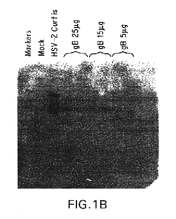 Polynucleotide herpes virus vaccine