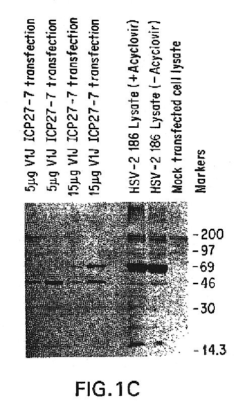 Polynucleotide herpes virus vaccine