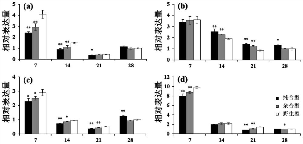 The lcye mutant of the key gene of wheat carotenoid synthesis pathway and its application