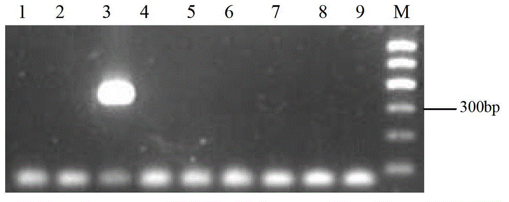 Method and kit for quickly detecting verticillium dahliae through PCR (polymerase chain reaction)