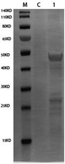 Bovine rotavirus fusion protein and calf diarrhea polyvalent vaccine