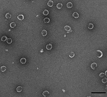 Bovine rotavirus fusion protein and calf diarrhea polyvalent vaccine