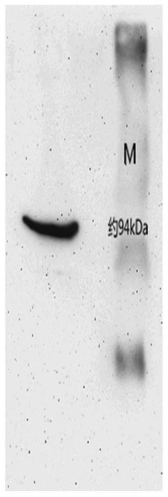 Taq DNA polymerase monoclonal antibody and application thereof