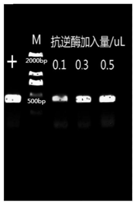 Taq DNA polymerase monoclonal antibody and application thereof