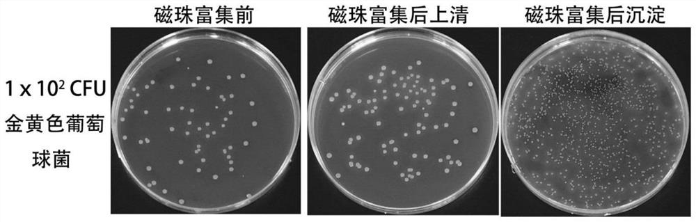 A kind of bacteria detection kit and its application