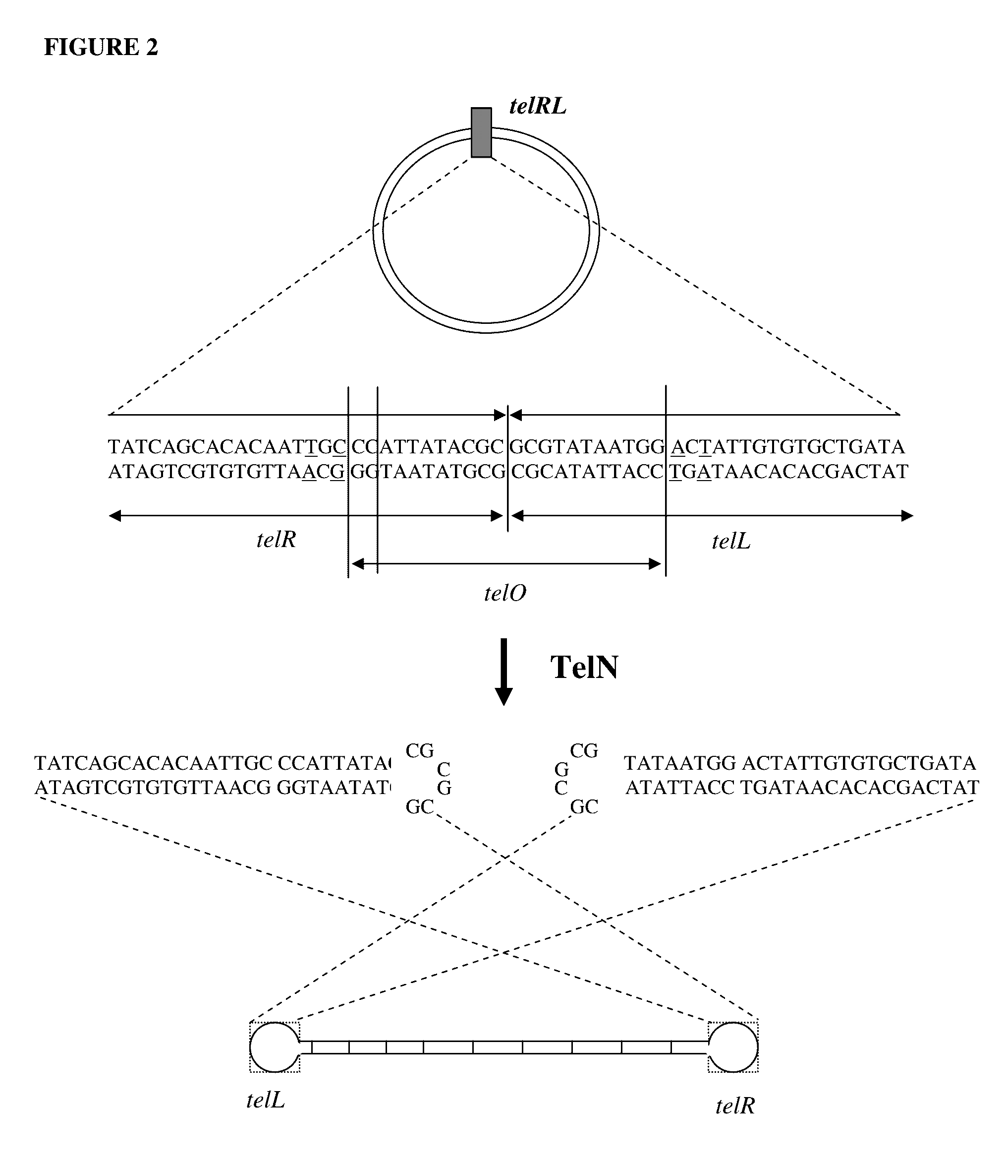 Production of closed linear DNA using a palindromic sequence