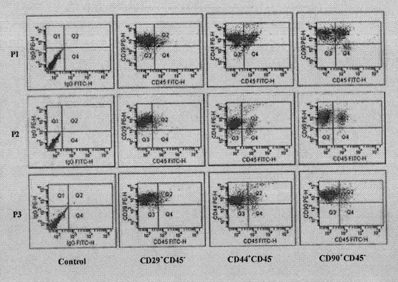 Method for preparing porcine hepatocyte and mesenchymal stem cell co-microencapsulated internal bio-artificial liver