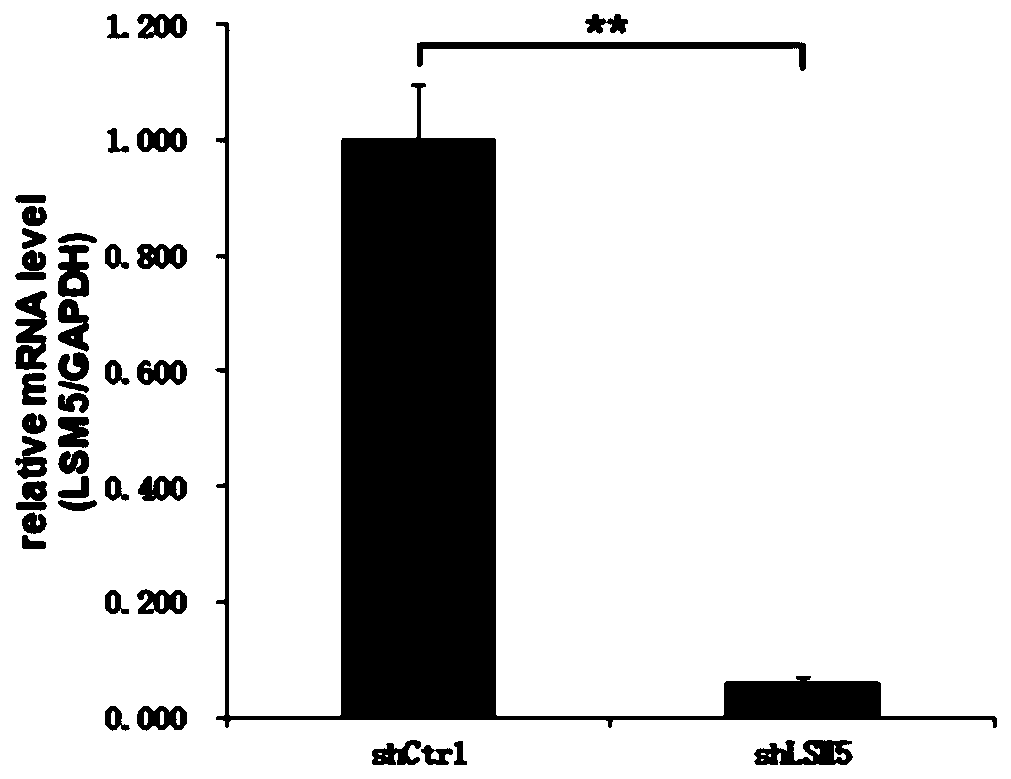 Application of human LSM5 gene and related products