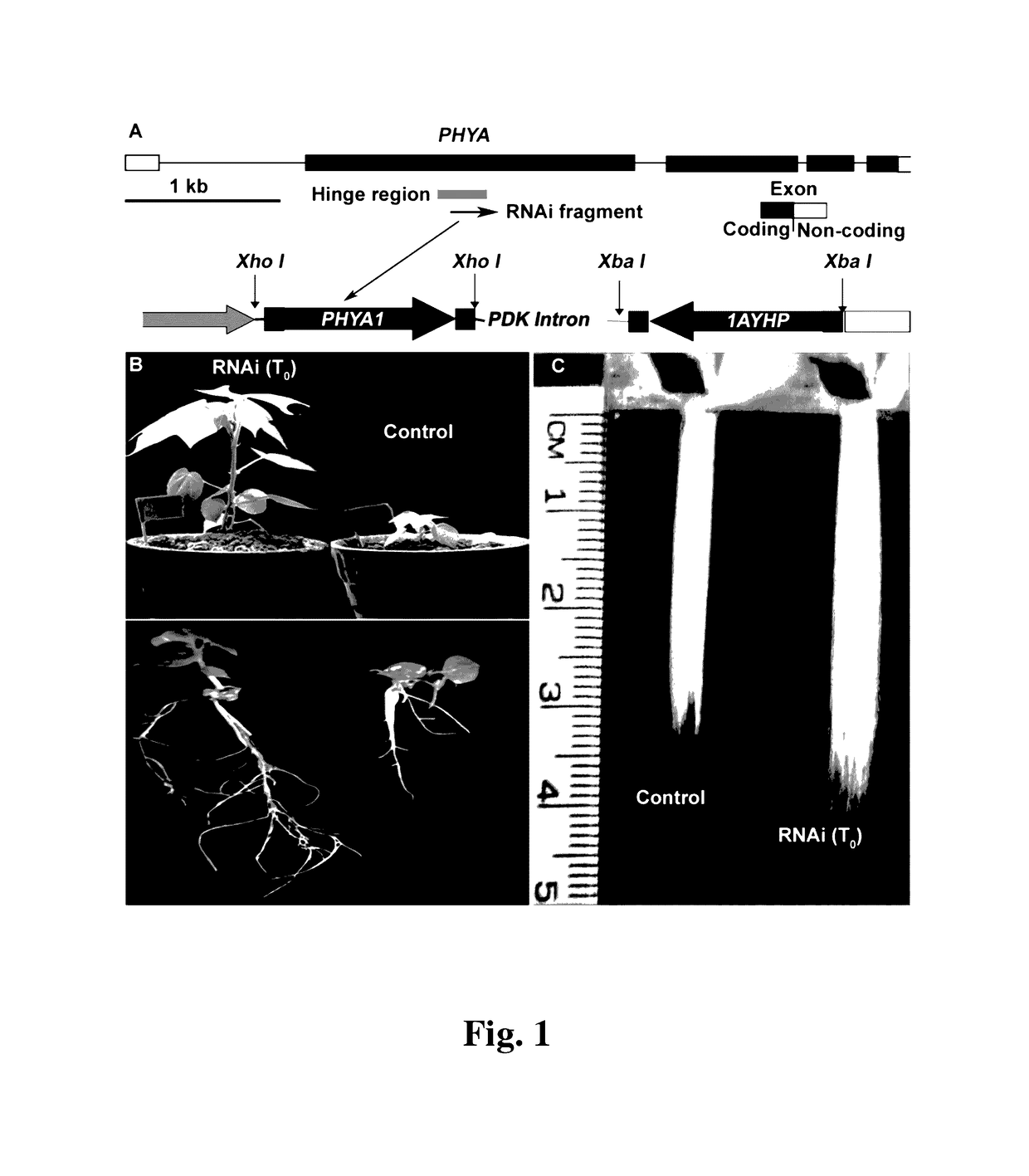 Cotton <i>PHYA1 RNAi </i>improves fiber quality, root elongation, flowering, maturity and yield potential in <i>Gossypium hirsutum </i>L