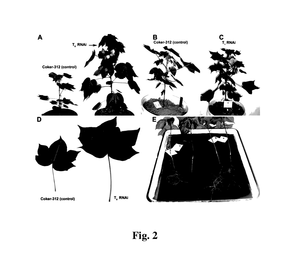 Cotton <i>PHYA1 RNAi </i>improves fiber quality, root elongation, flowering, maturity and yield potential in <i>Gossypium hirsutum </i>L