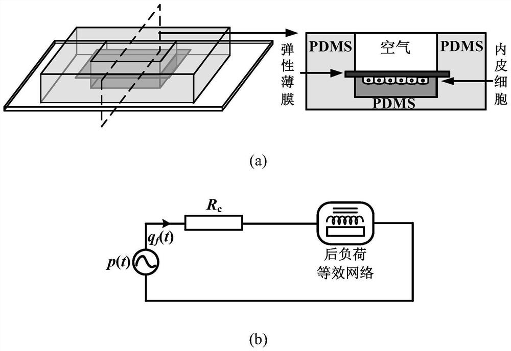 A microfluidic chip-scale extracorporeal circulation system for mechanobiology research of vascular endothelial cells