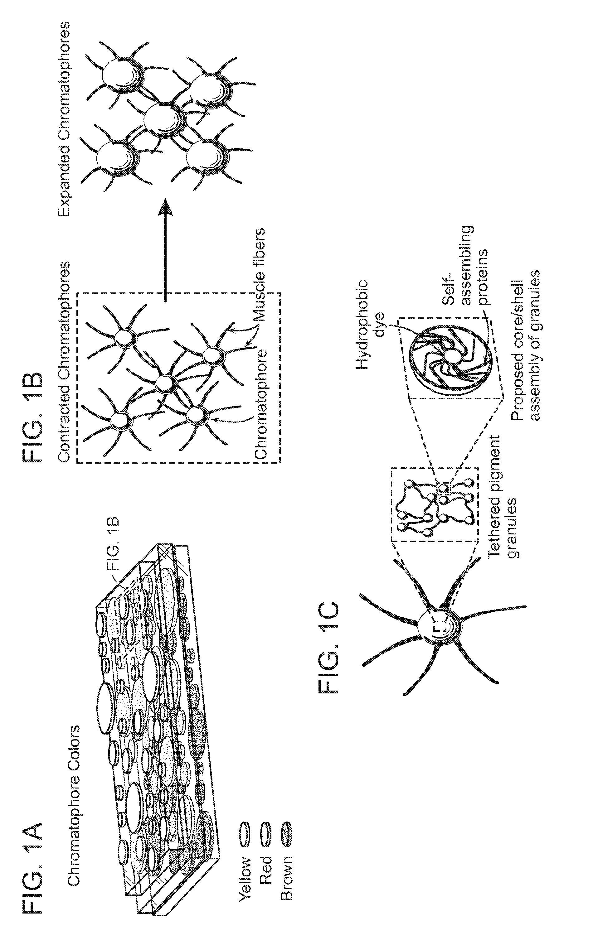 Pigment structures, pigment granules, pigment proteins, and uses thereof