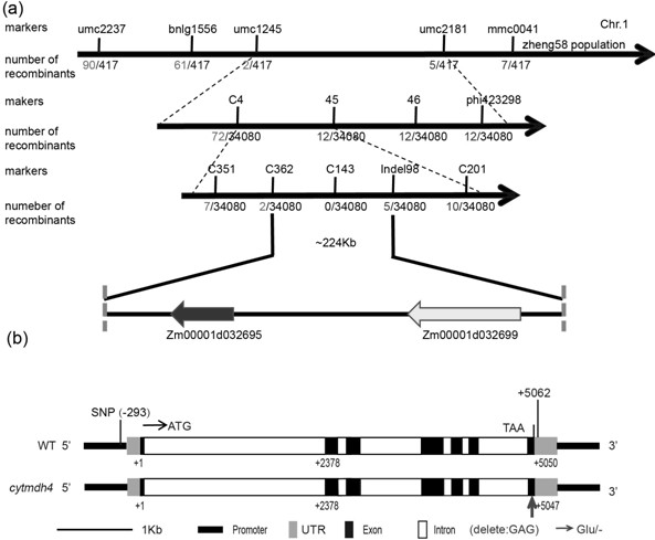 Molecular marker of maize high lysine gene zmcytmdh4 and its application