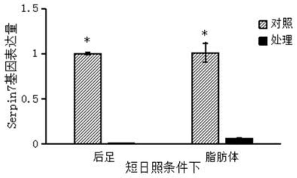 Migratory locust serine protease inhibitor 7 and its coding gene and application