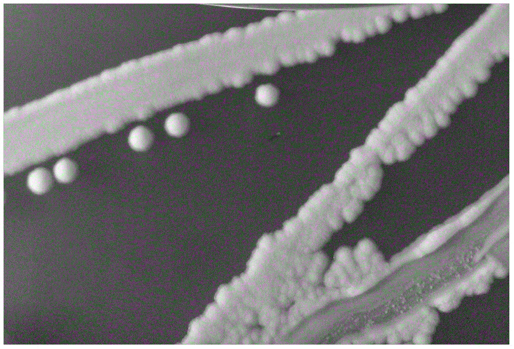 Strain of yeast capable of decomposing cellulose and applications thereof