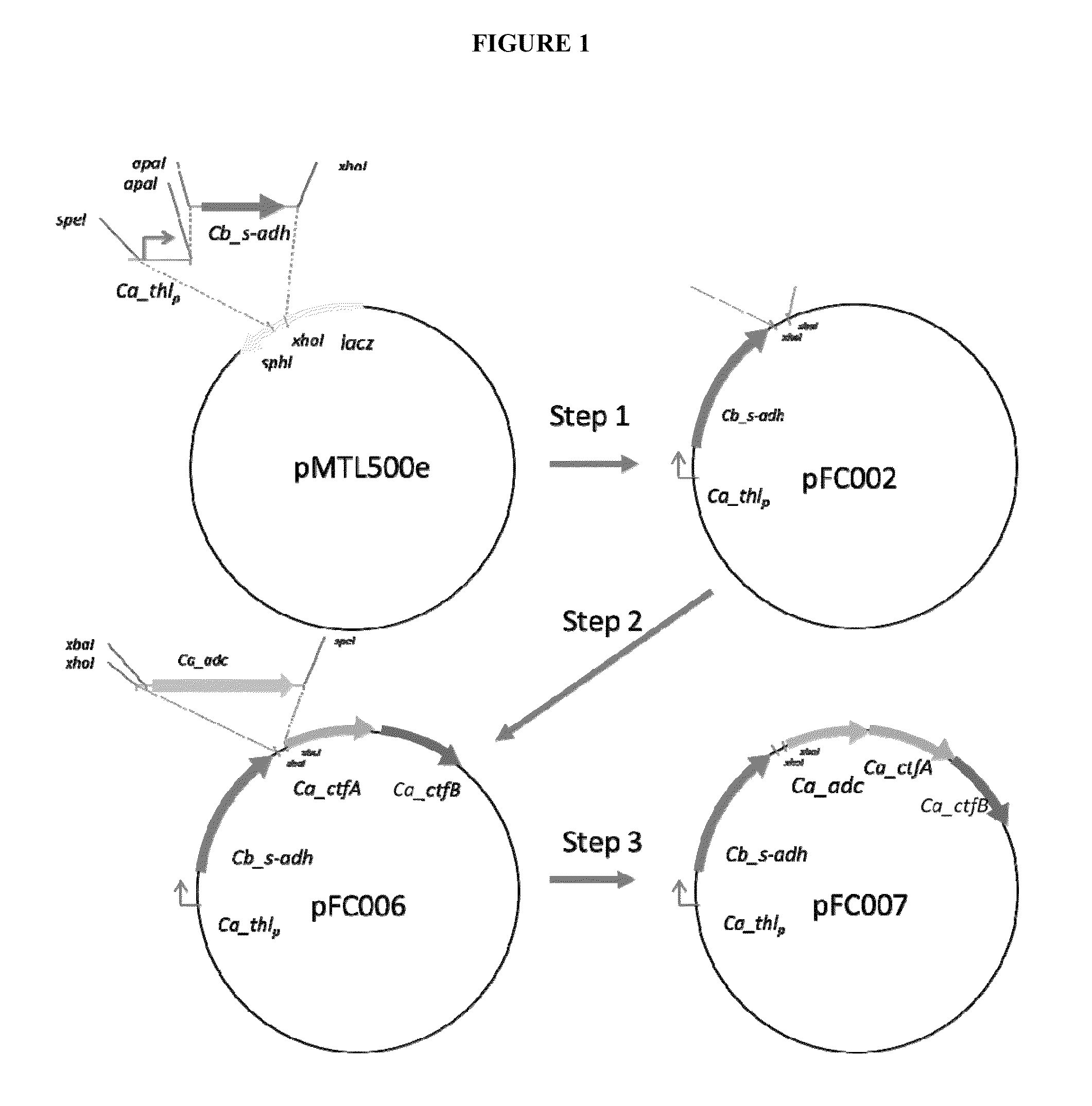 Production of isopropanol by improved recombinant strains