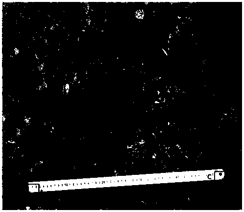 Method for constructing geological outcrop three-dimensional model based on digital single lens reflex camera