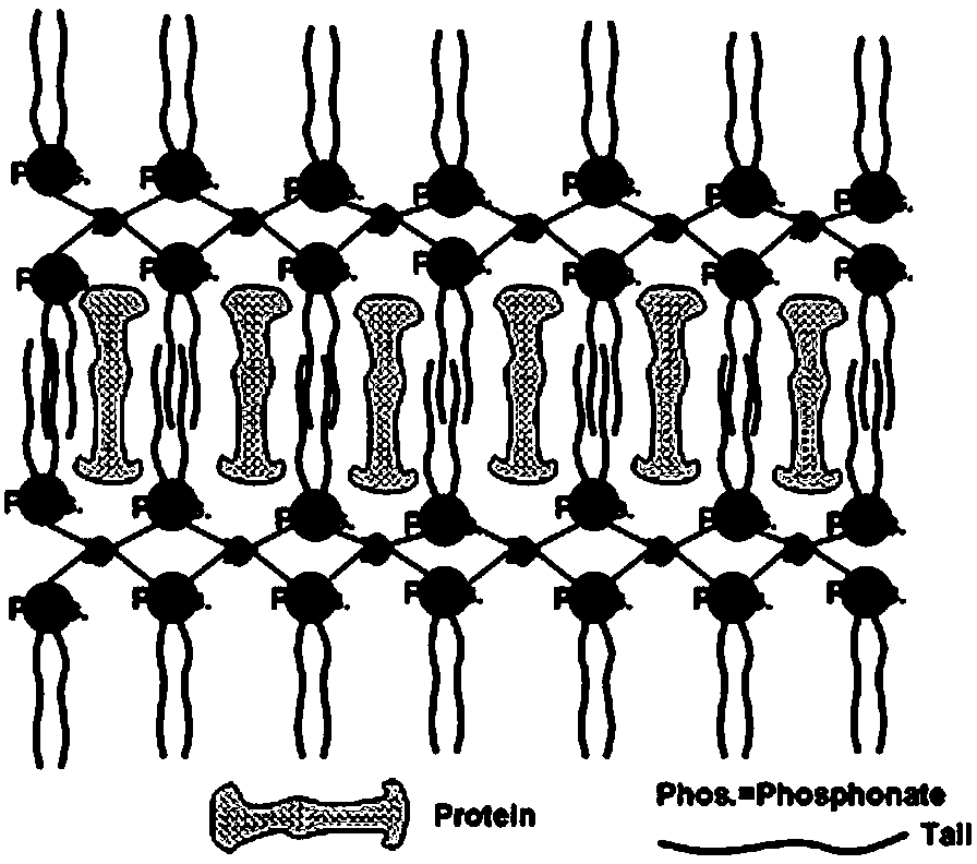 Preparation method of artificial liposome