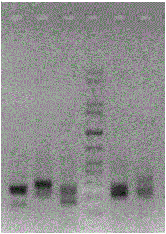 DNA library construction method for high-throughput sequencing