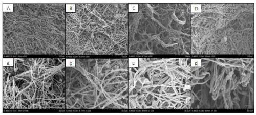 Method for preventing and treating penicilliosis of kiwi fruits by virtue of high-energy electron beam radiation