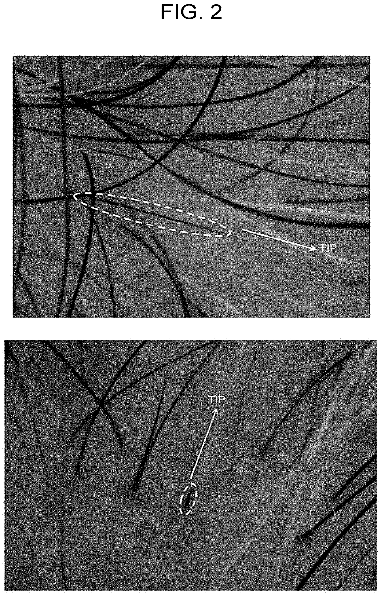 Pharmaceutical composition for use in improving quality of scalp or skin, wound healing, or improving quality of hair