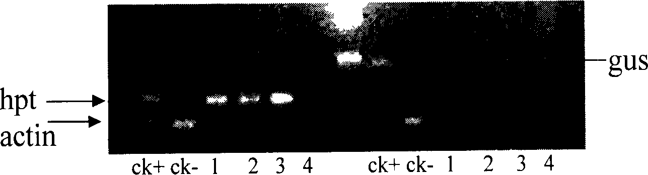 Specificity start factor of paddy rice traumatic tissue and uses