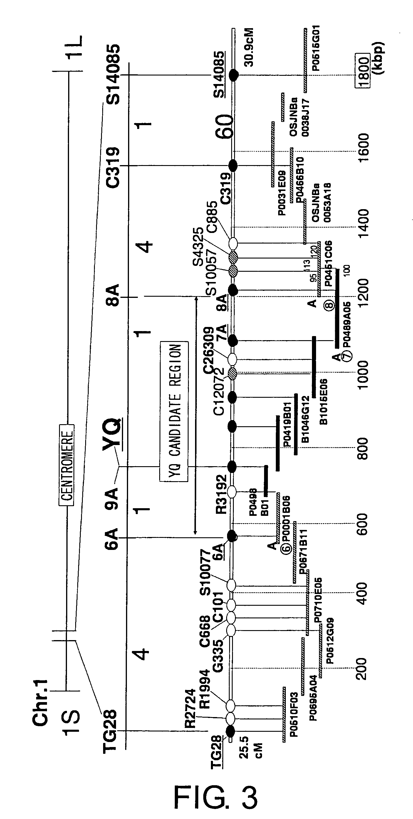 Genes for increasing grain yield and uses thereof