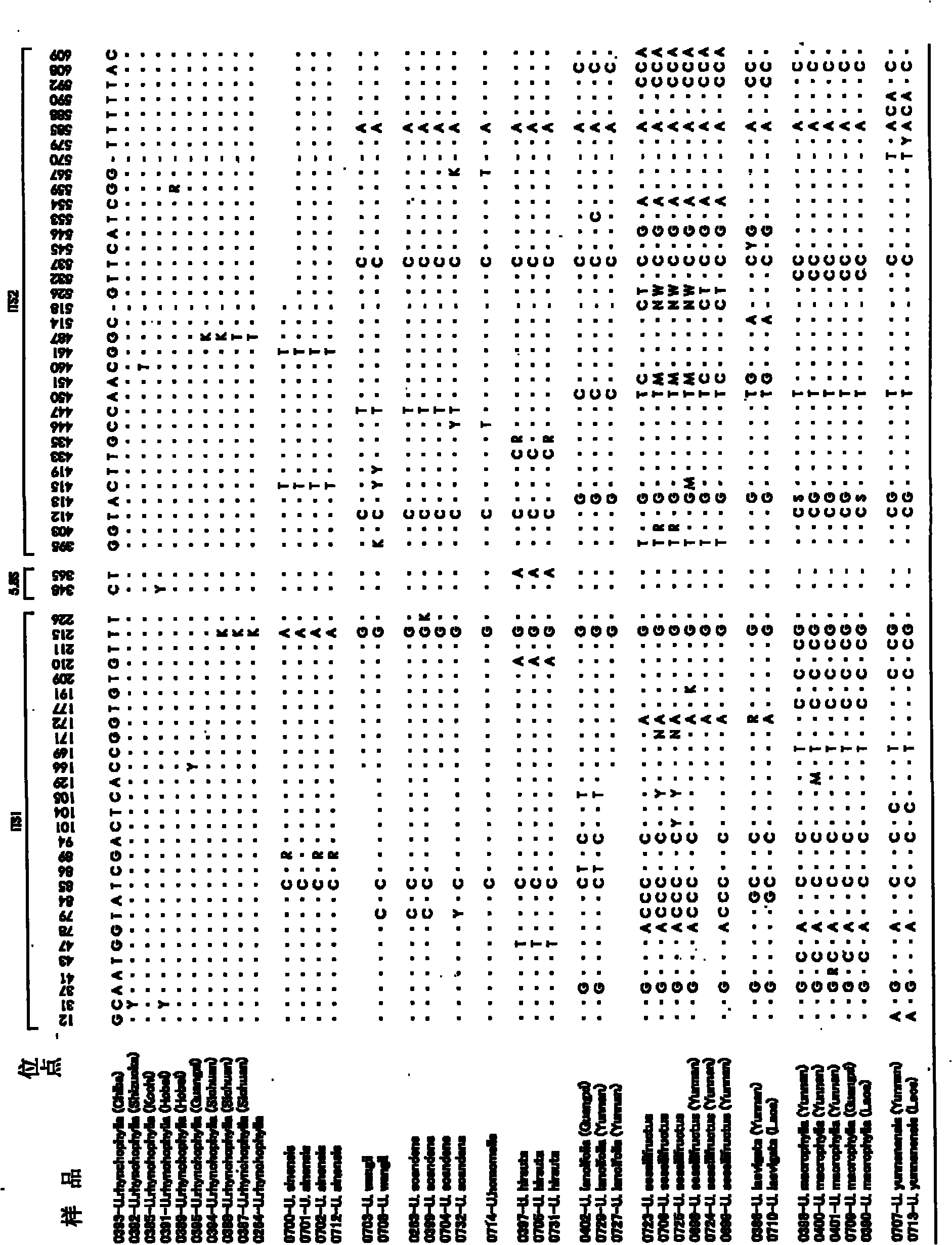 Method of identifying the species of plant belonging to the genus uncaria