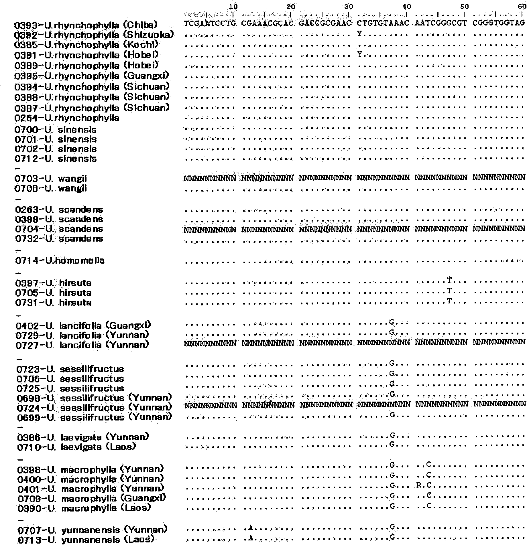 Method of identifying the species of plant belonging to the genus uncaria