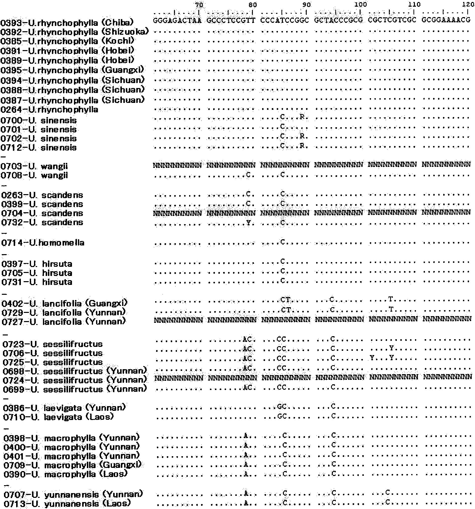 Method of identifying the species of plant belonging to the genus uncaria