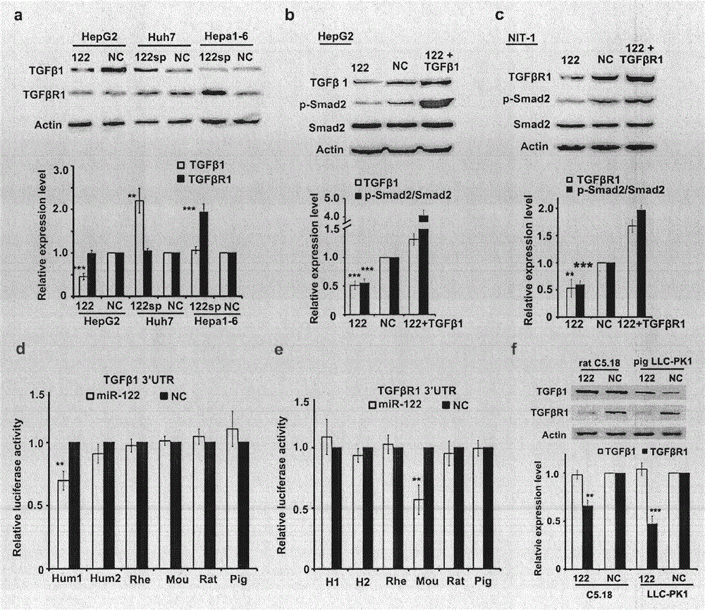 Construction method of primate miRNA-122 knockout model, primate liver cancer model and application thereof