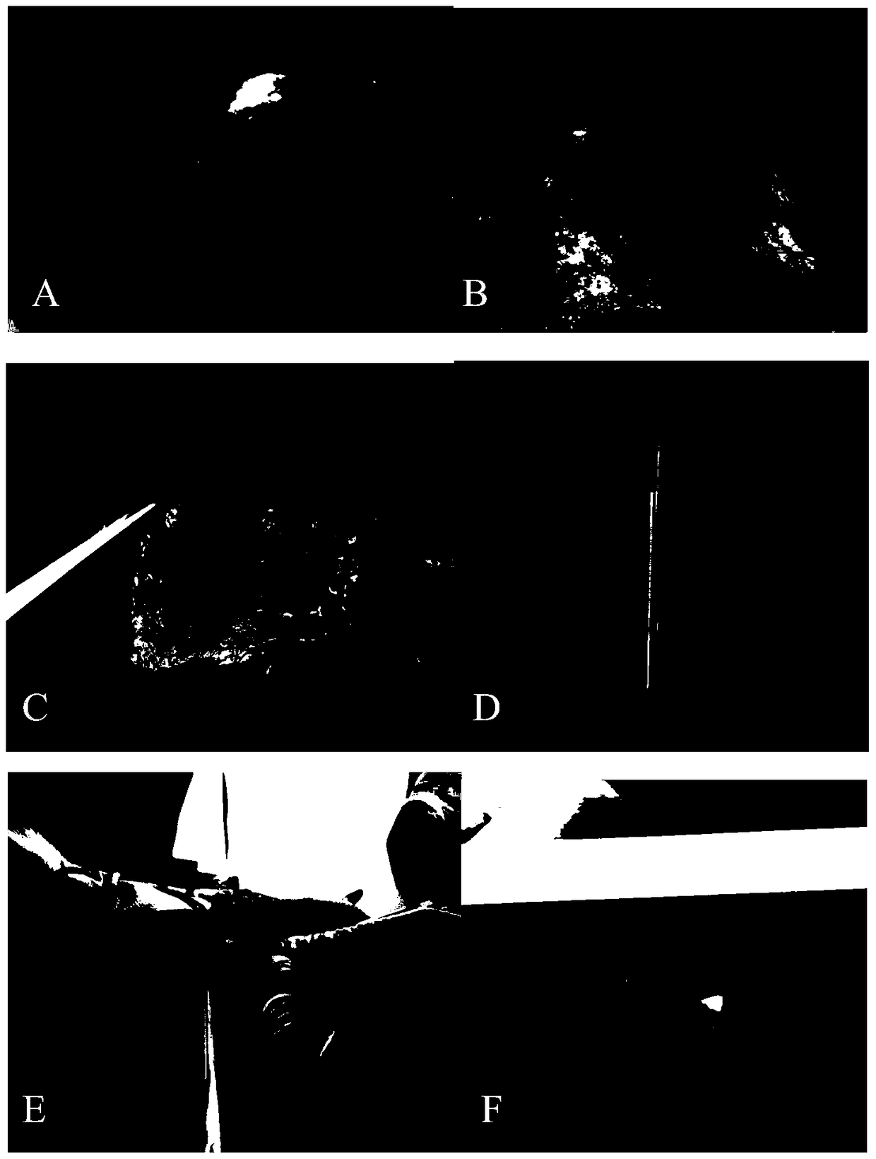 A kind of construction method of deer antler bioreactor