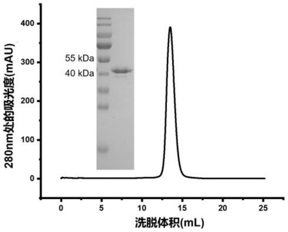 Construction body of nano antibody S43 and application thereof