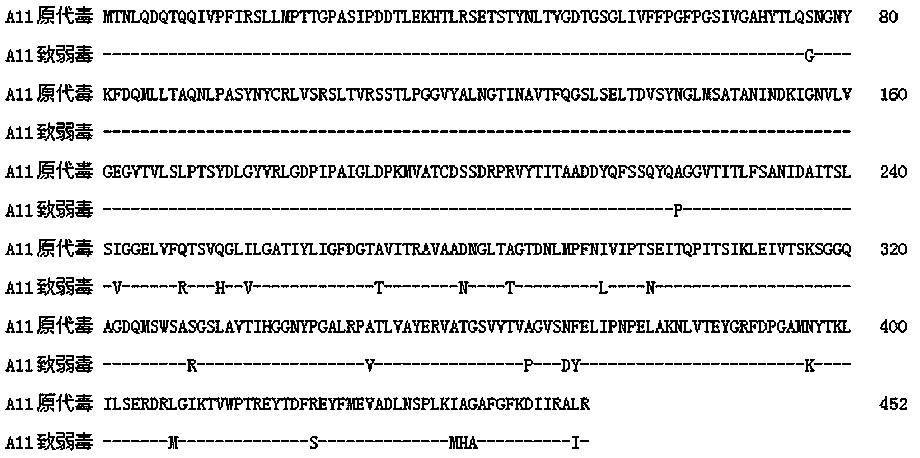 Infectious bursal disease virus a11 strain and its application