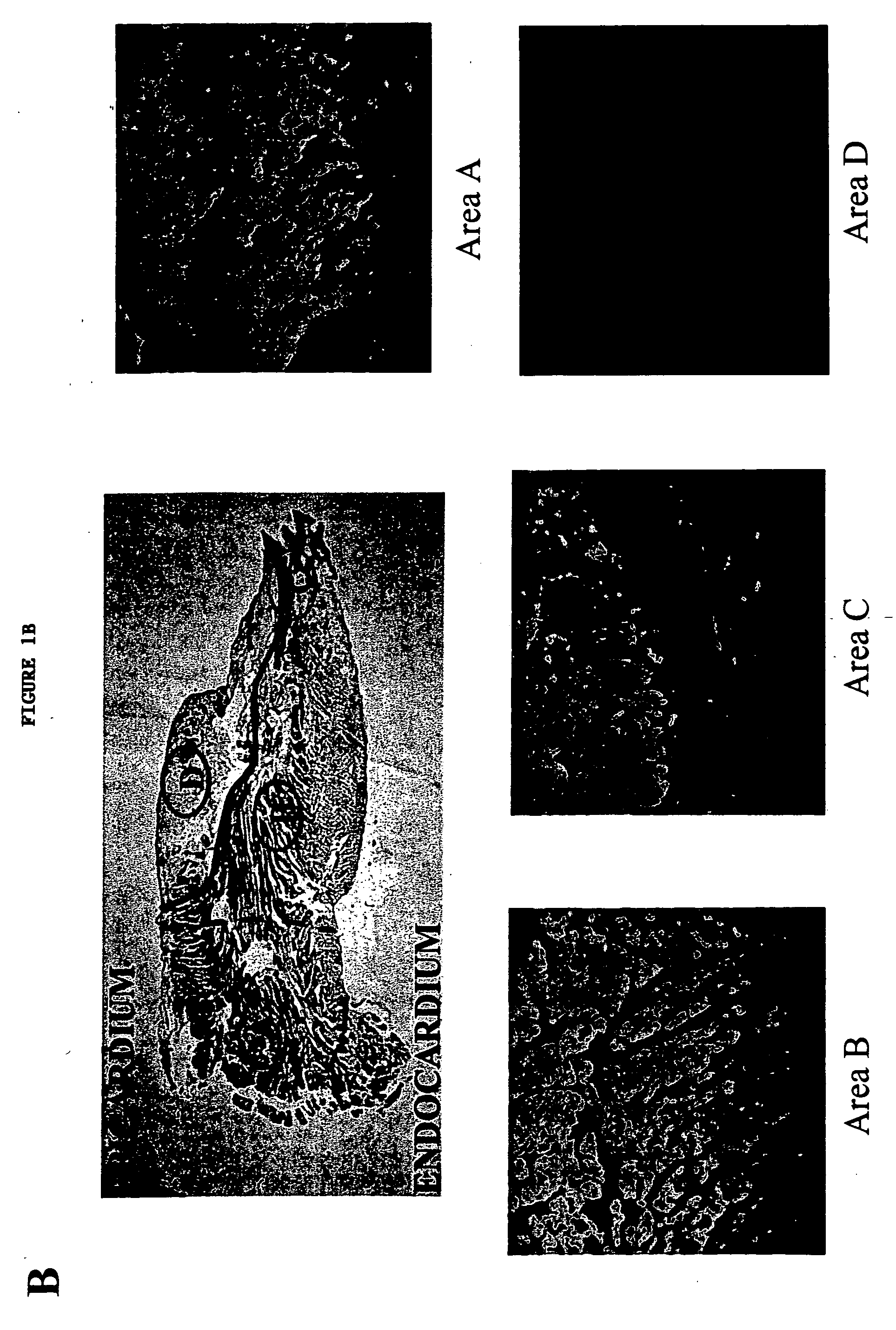 Use of human stem cells and/or factors they produce to promote adult mammalian cardiac repair through cardiomyocyte cell division