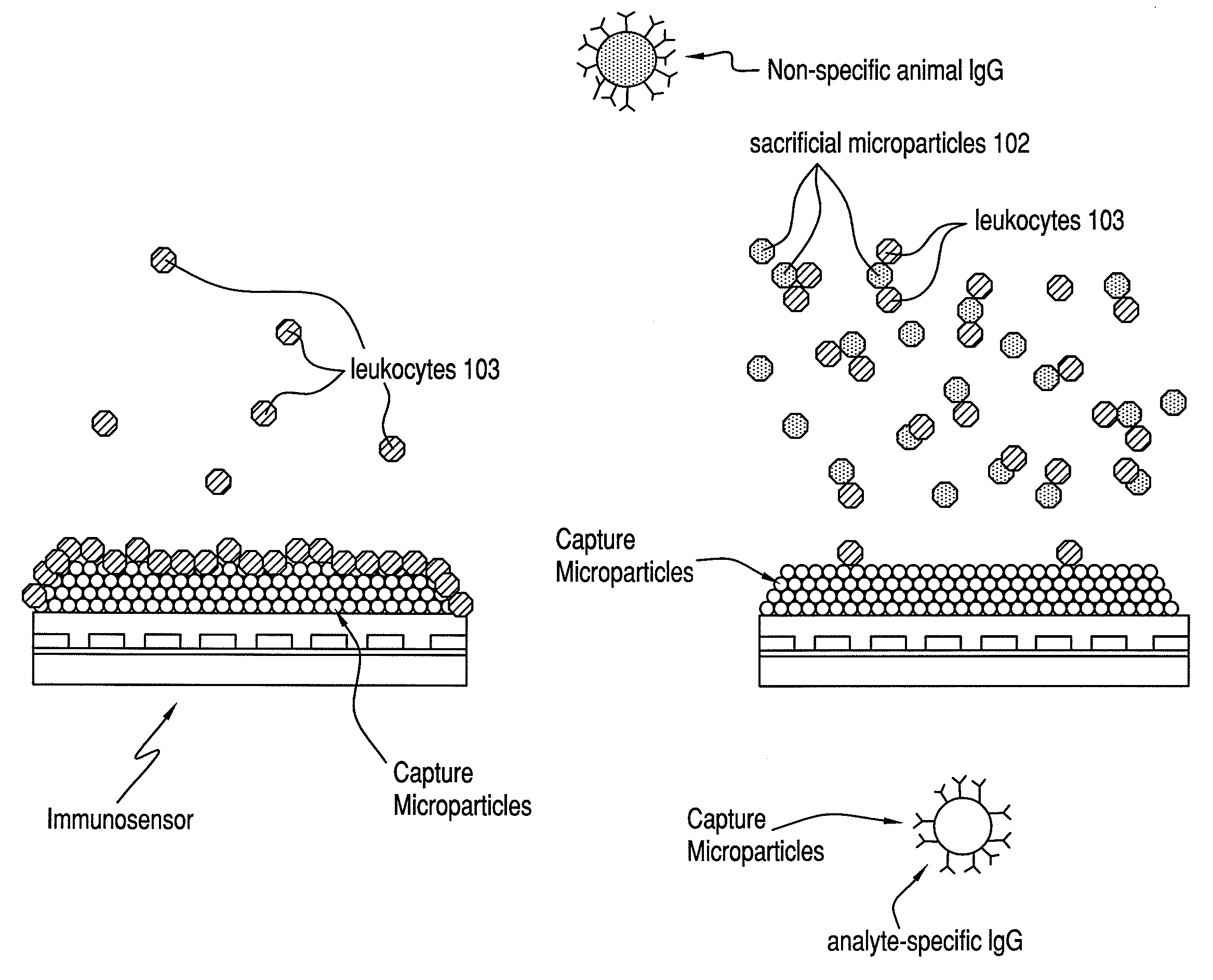 Reducing leukocyte interference in non-competitive immunoassays